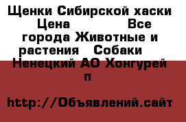 Щенки Сибирской хаски › Цена ­ 18 000 - Все города Животные и растения » Собаки   . Ненецкий АО,Хонгурей п.